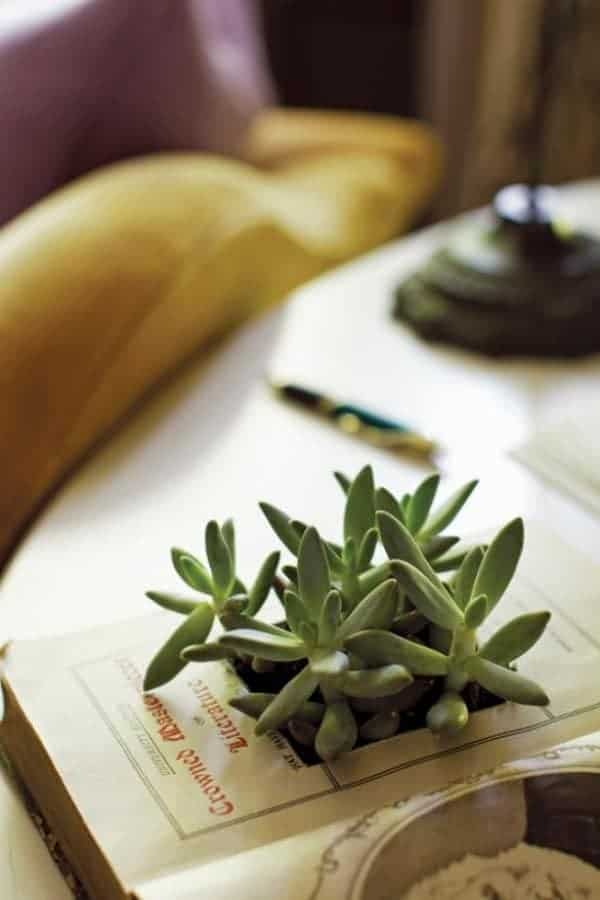 DIY BOOK PLANTER