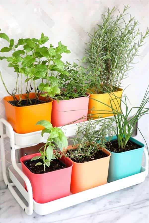 Make a Colorful Indoor Herb Garden