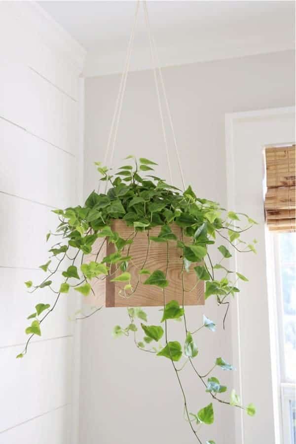 DIY Hanging Planter