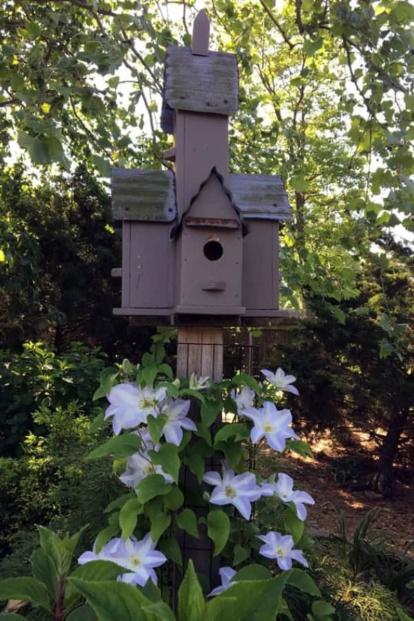 BIRD HOUSE CLEMATIS