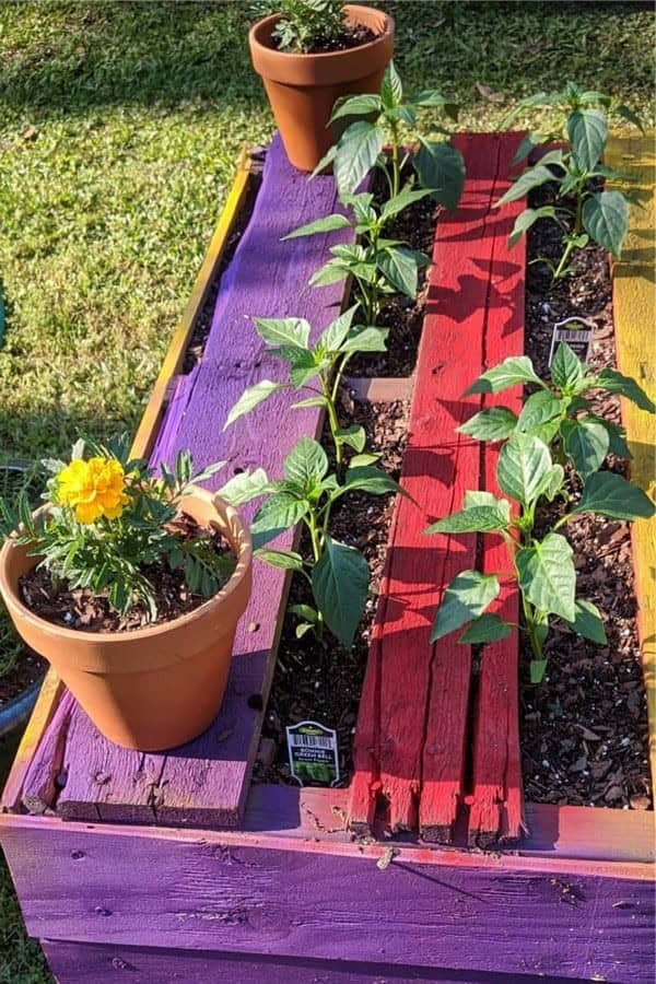 Painted Pallet Flower Bed