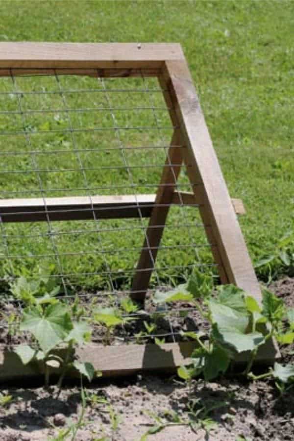 DIY Trellis For Climbing Fruits & Veggies