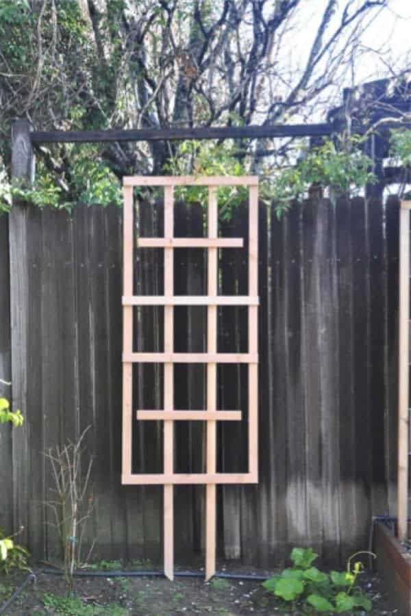 Cheap Backyard Trellis