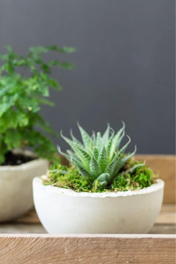 Makers Mix Concrete Mini Planters