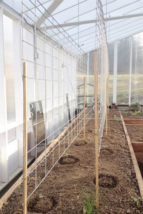 Tomato Trellis-Double Hog Wire Panels