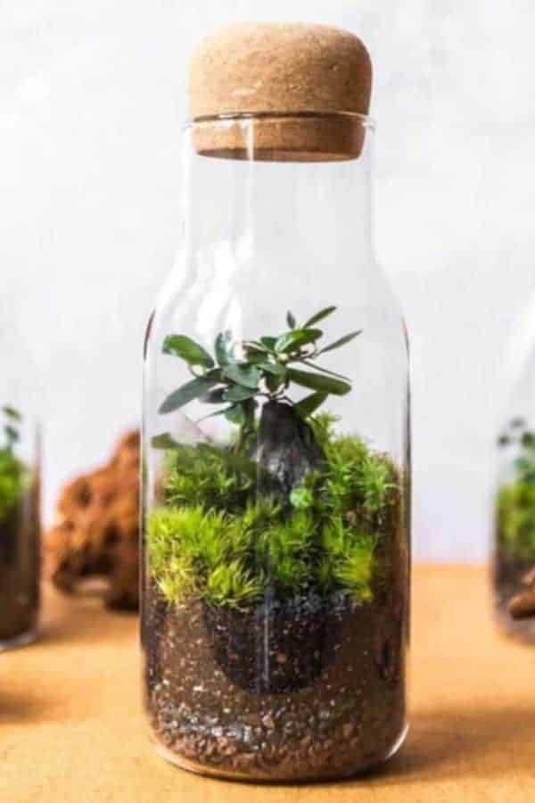 JAR TERRARIUMS