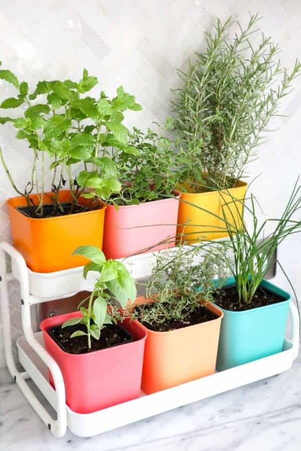 DIY HERB GARDEN