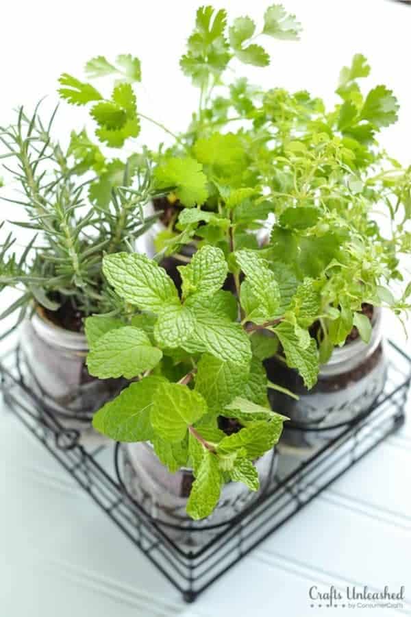 Mason Jar DIY Herb Planters