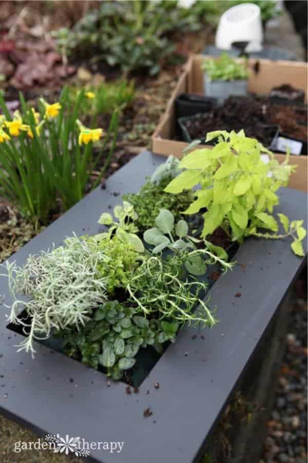 Small DIY Painted Herb Planter