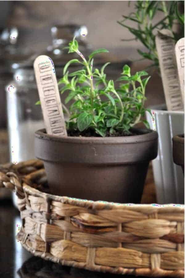 Indoor Herb Planting Pots