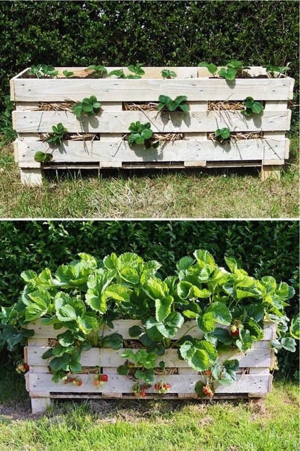 How to Make a Better Strawberry Pallet Planter