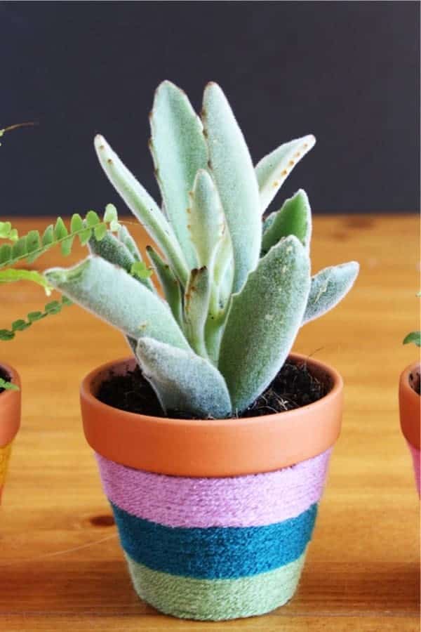 Yarn-Wrapped Flower Pots