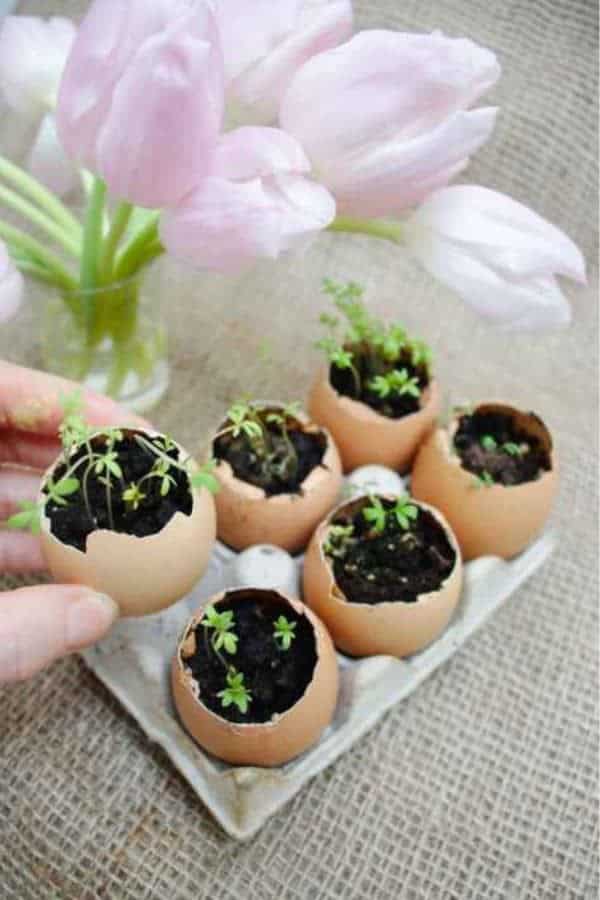 HERB GARDEN FROM EGGSHELLS