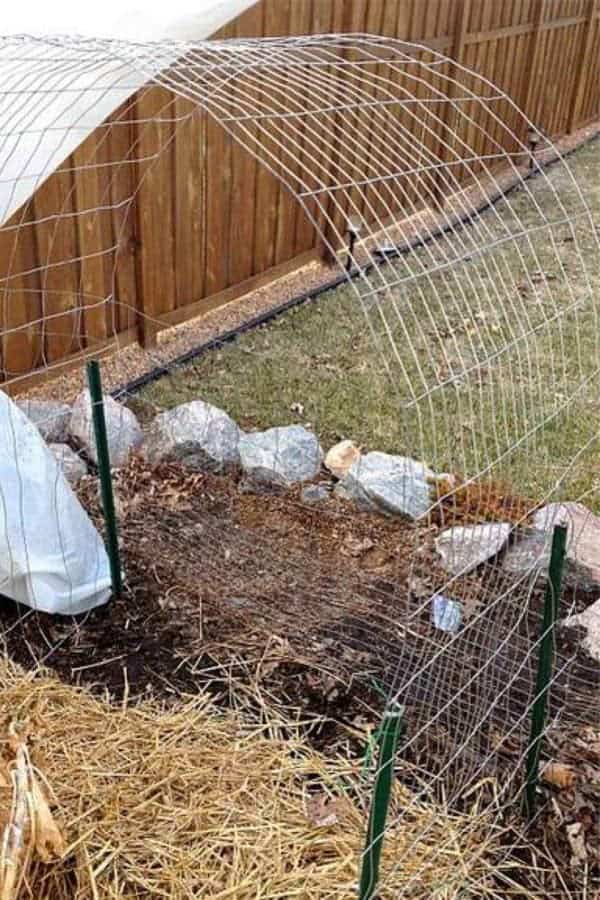 Cucumber Trellis DIY