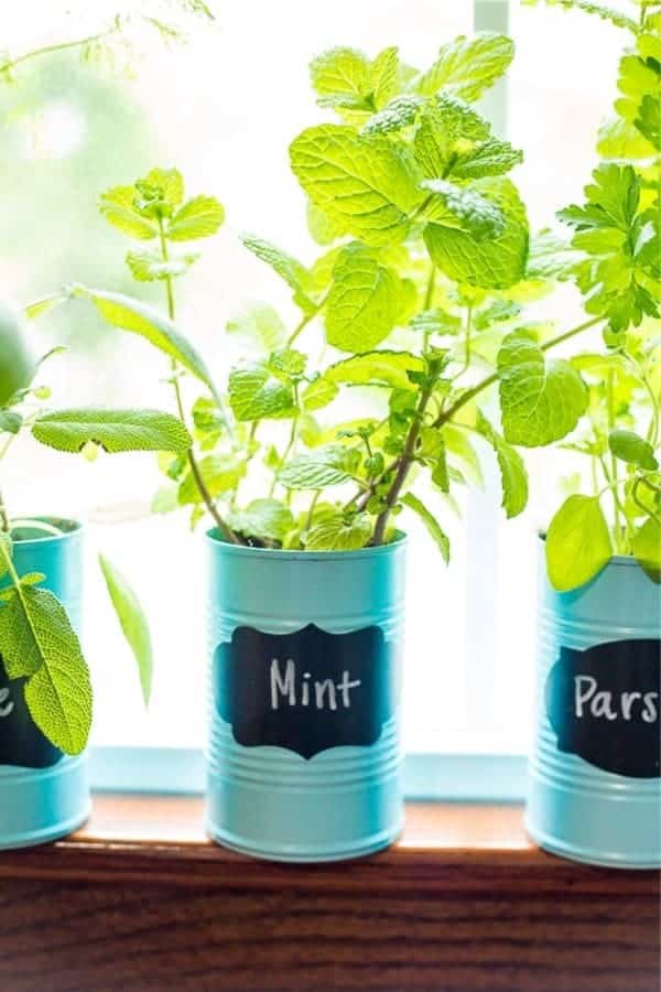 Cheap DIY Window Sill Herb Garden