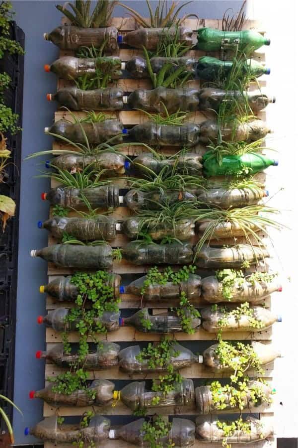 Plastic Bottle Herb Garden Inspiration