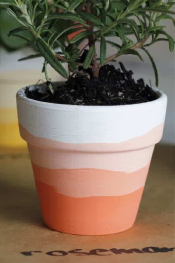 Mini Ombre Herb Pots