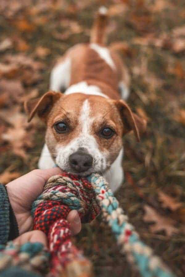 TUG-OF-WAR ROPE TOYS