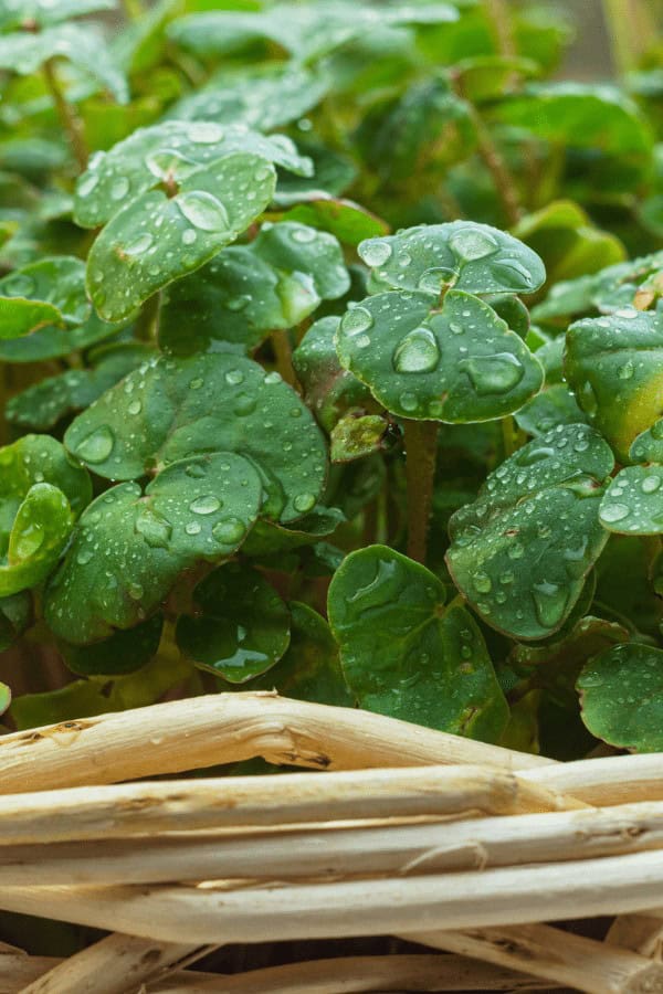 Buckwheat