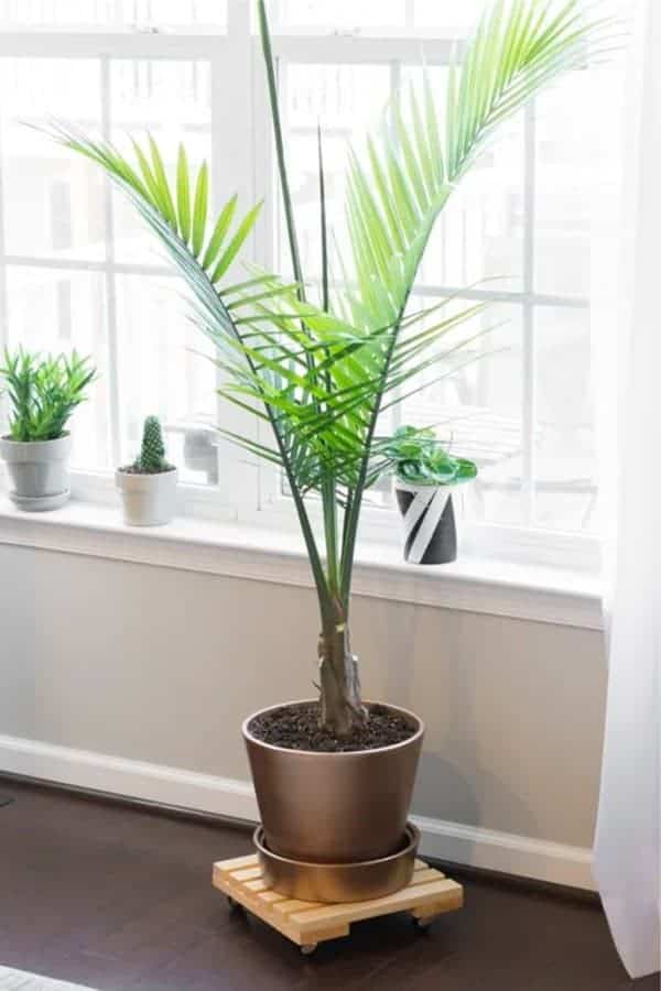 DIY Rolling Plant Caddy