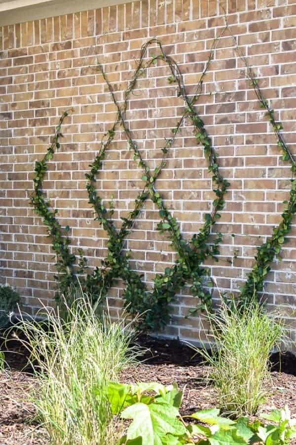 Wire Trellis On A Wall