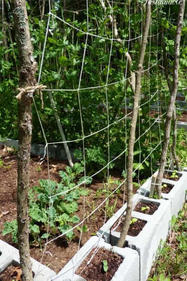 Inexpensive Small Garden Trellis