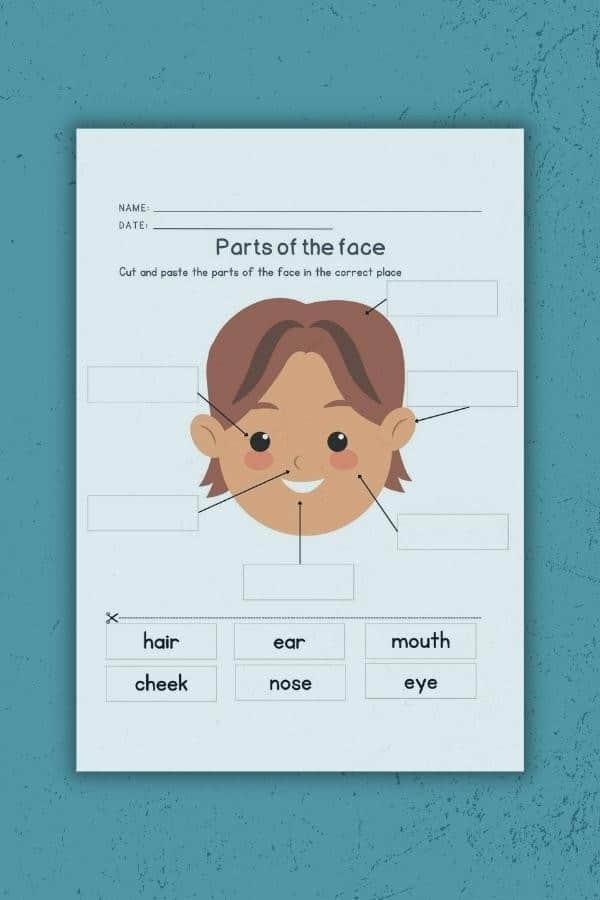 PARTS OF THE FACE WORKSHEET