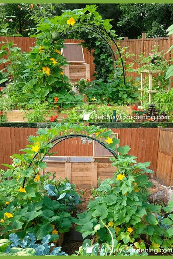 Arched Trellis