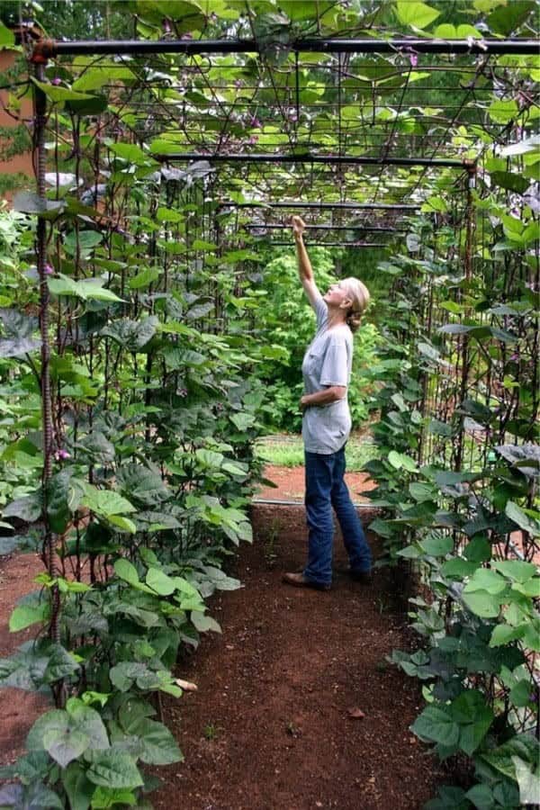 DIY Bean Trellis