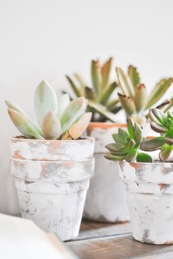 Coastal Terracotta Pots