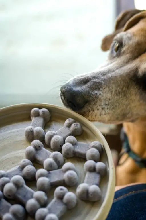 Anti-inflammatory sardine and blueberry recipe for dogs with joint pain.
