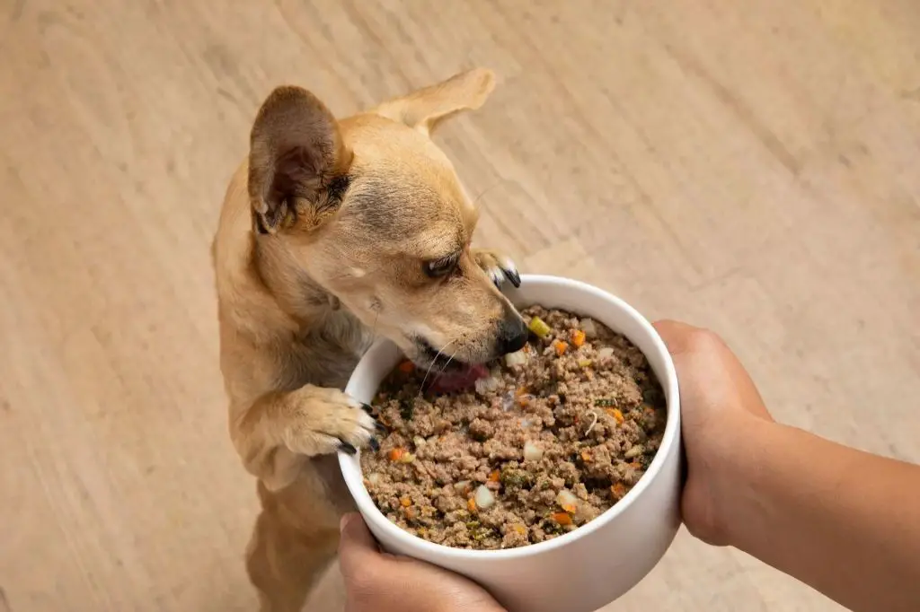 Kidney-friendly chicken and zucchini recipe for dogs with kidney disease.