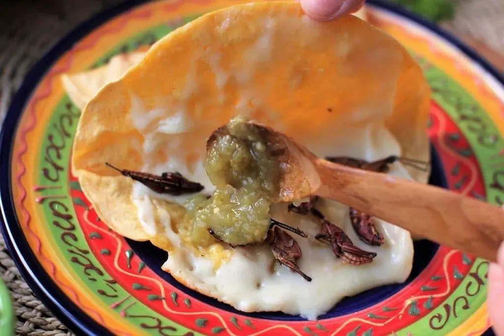 Bug and Cheese Quesadillas