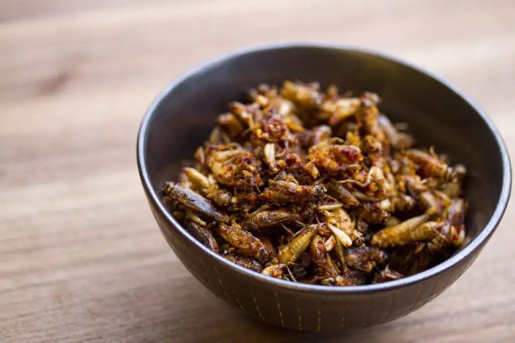 Chili-Lime Roasted Crickets