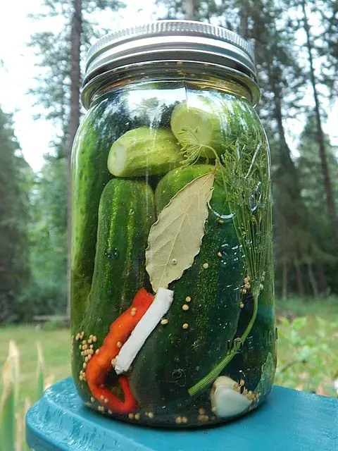 Classic Dill Pickled Cucumbers
