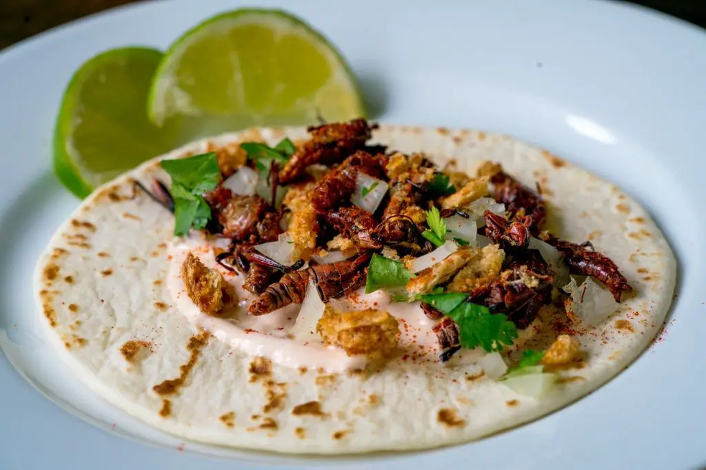 Crispy Cricket Tacos with Avocado Lime Sauce