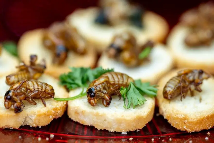 Crispy Fried Cicadas with Garlic Butter