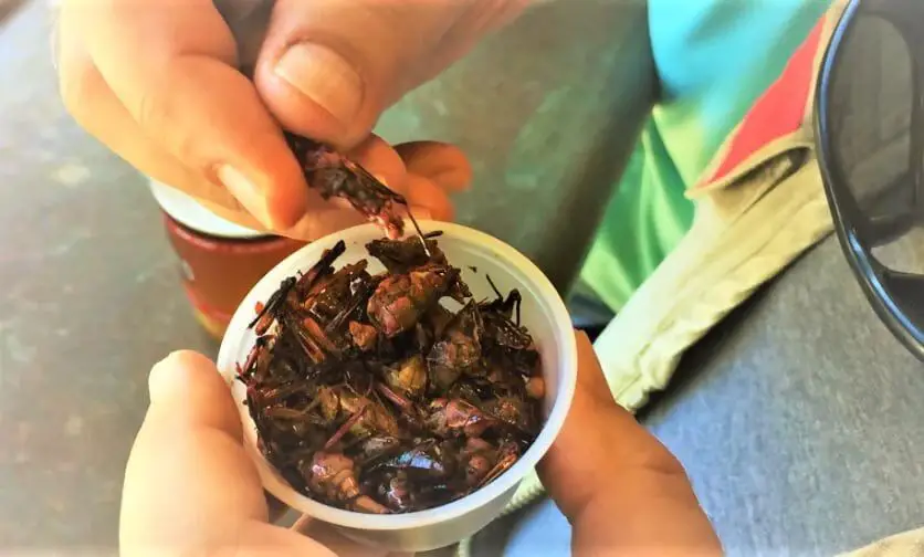 Garlic Butter Roasted Crickets with Herbs