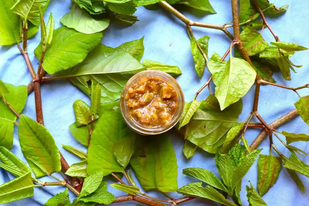 Japanese Knotweed and Mint Tea