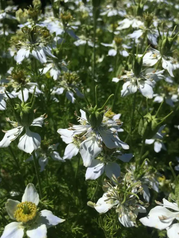 Nigelle Seed Infused Olive Oil