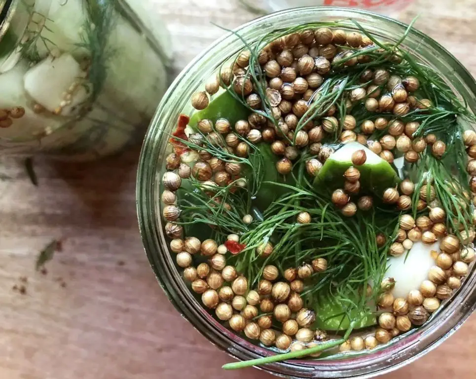 Polish Dill Pickles with Coriander Seeds