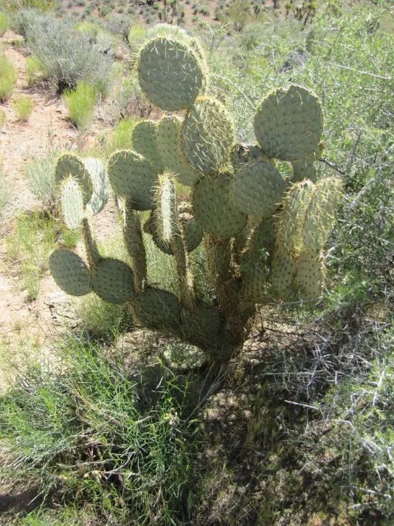 Prickly Pear Fruit Pancakes