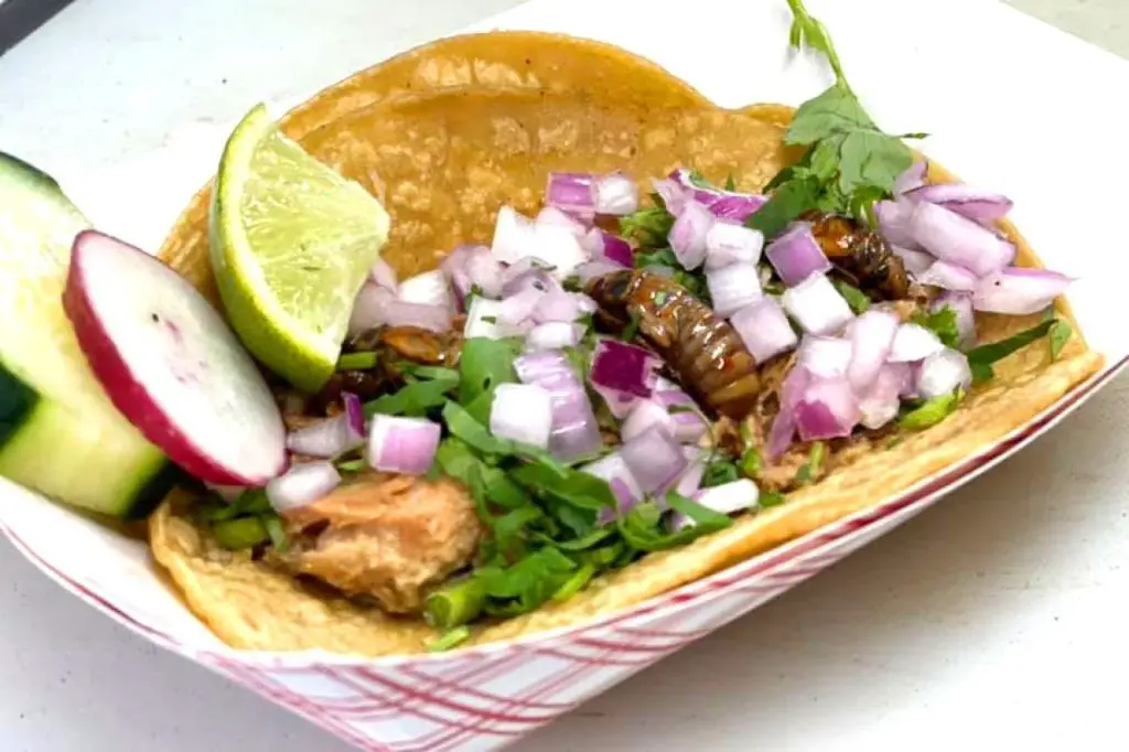 Spicy Cicada Tacos with Fresh Salsa