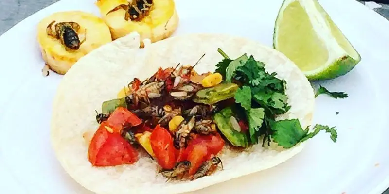 Spicy Cricket Tacos with Avocado Salsa