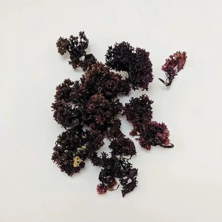 Chondrus Crispus and Ginger Tonic